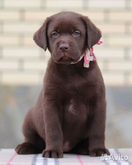 Лабрадор шоколад