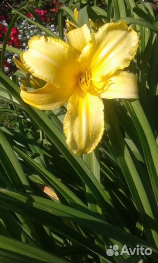 Продаю сортовые лилейники