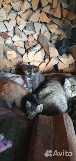 Отдам котят в добрые руки
