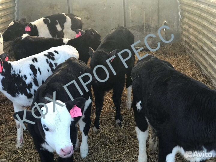 Бычки телята