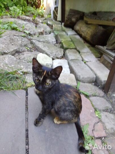 Котята-девочки