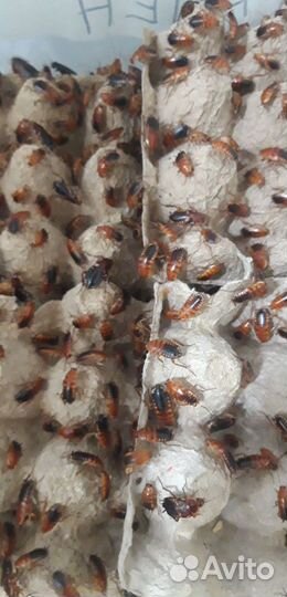 Кормовые насекомые. Тараканы туркменские