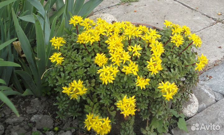 Лук Молли, книфофия, жимолость, очитки