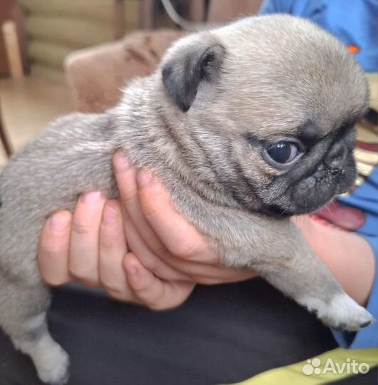 Щенок мопса