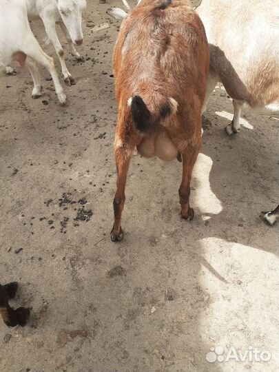 Козы на молоко