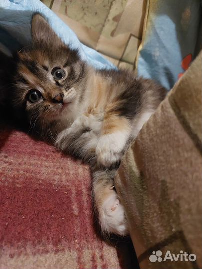 Пушистое чудо