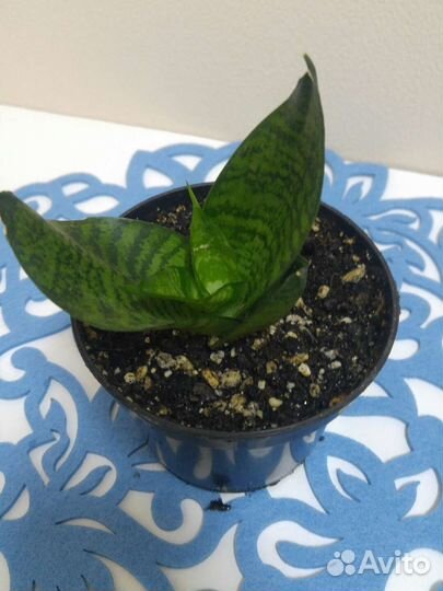 Сансевиерия низкорослая