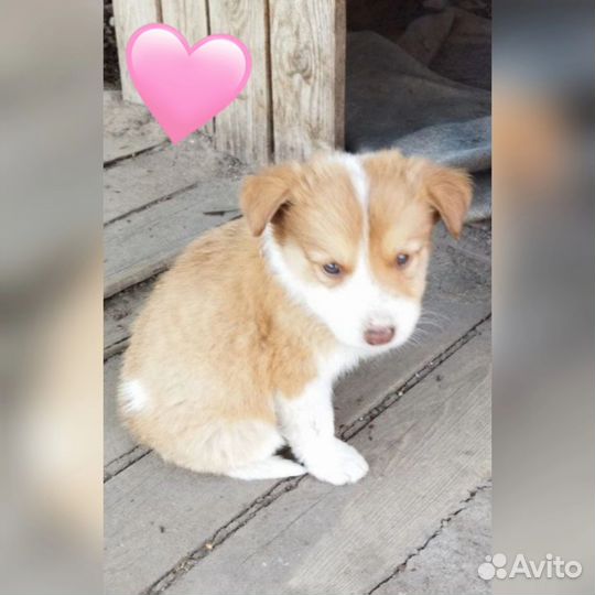 Щенки бесплатно