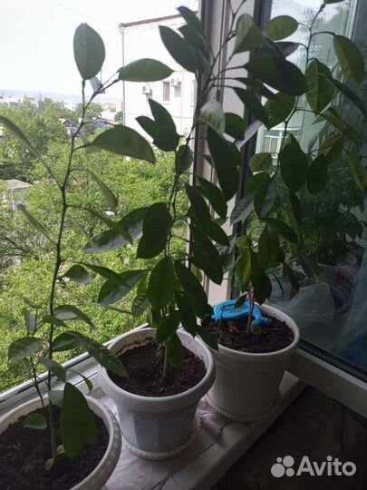 Отростки мандарина