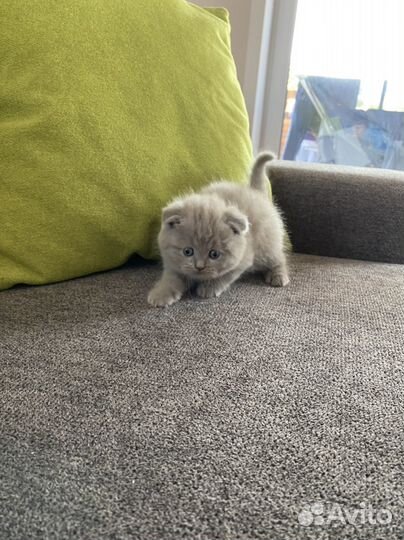Шотландские котятки