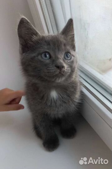 Котята ищут дом