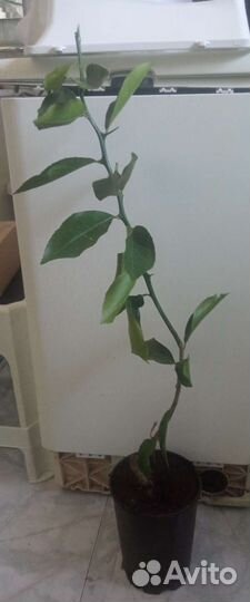 Лимон Мейера цитрон