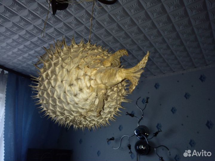 Рыба-еж (фугу)