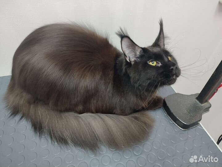 Груминг для кошек