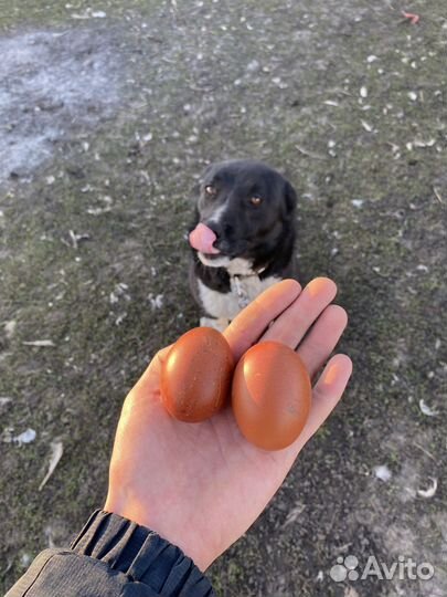 Маран, Лакеданзи