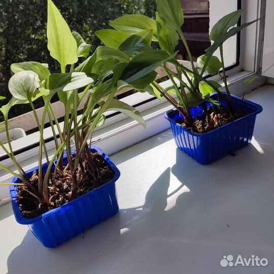 Дримиопсис