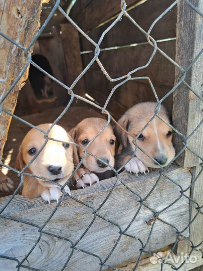 Щенки русской гончей