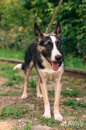 Щенок-подросток Стёпа в добрые руки