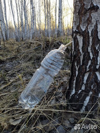 Березовый сок (свежезамороженный)