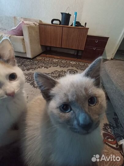 Кошка в дар бесплатно