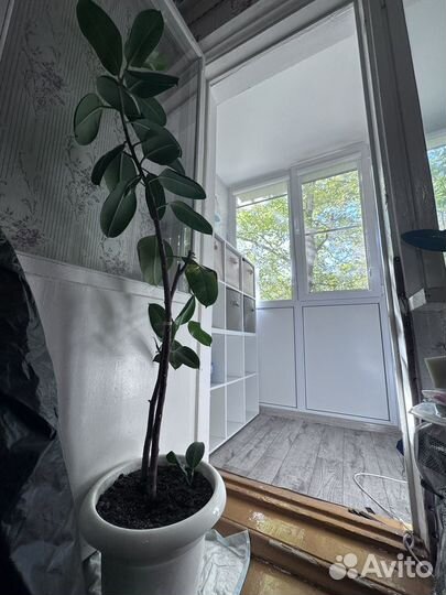 Продам большой фикус :)