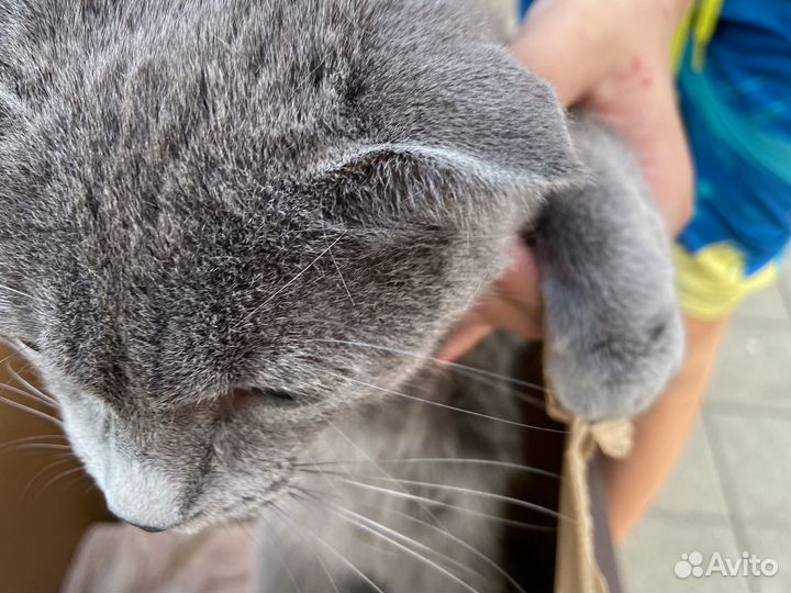 Кошка британская лапоухая