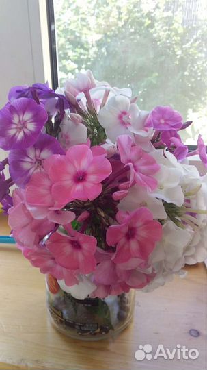 Флоксы различных оттенков и другие многолетники дл