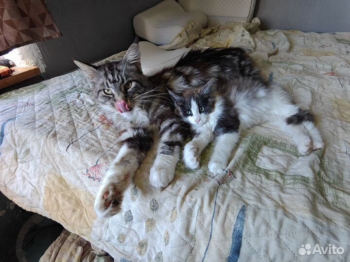 Котята метис мейн-кун