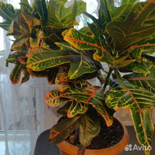 Кодиеум кротон