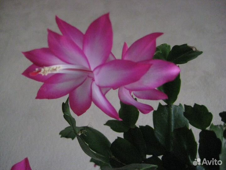 Шлюмбергера, рипсалидопсис