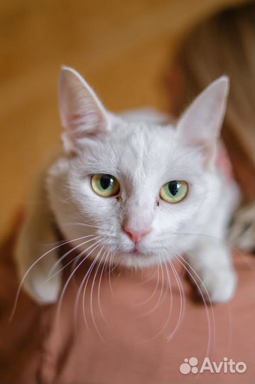 Заберите кошку домой