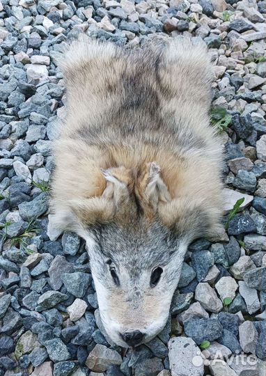 Хвост, когти, зубы, клыки