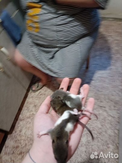 Крыса дамбо