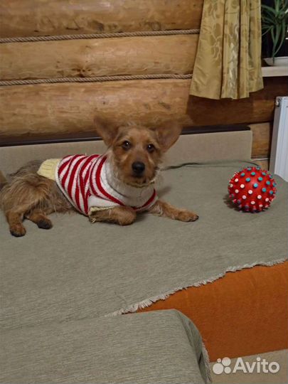 Передержка животных