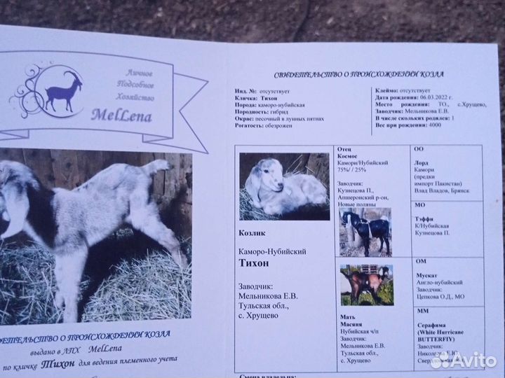 Козел камори-нубиец