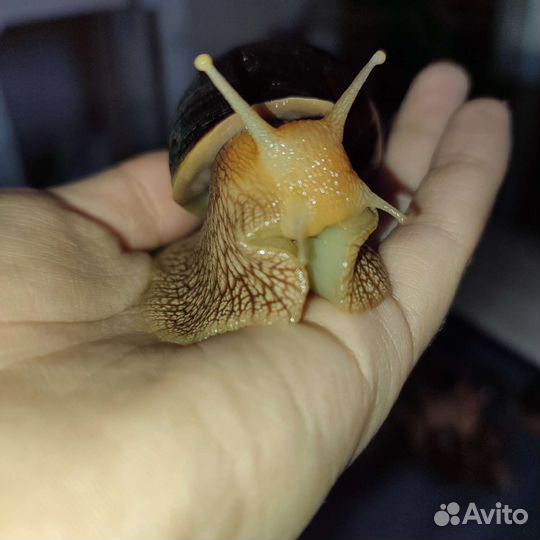 Улитки ахатины