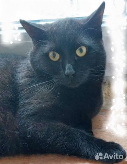 Замечательный черный котик на счастье