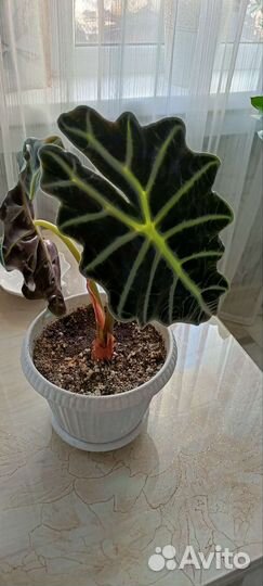 Алоказия полли