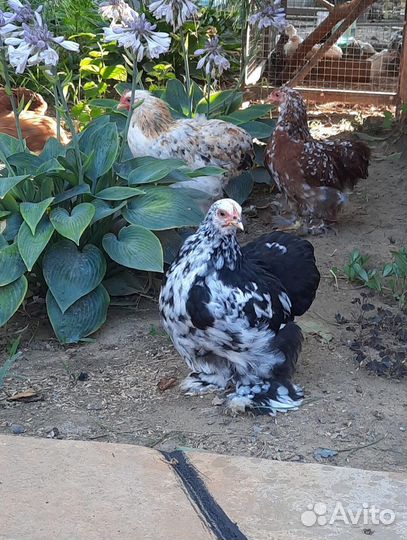 Карликовые кохинхины