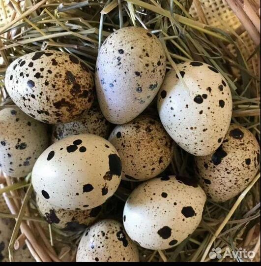 Яйца перепелиные