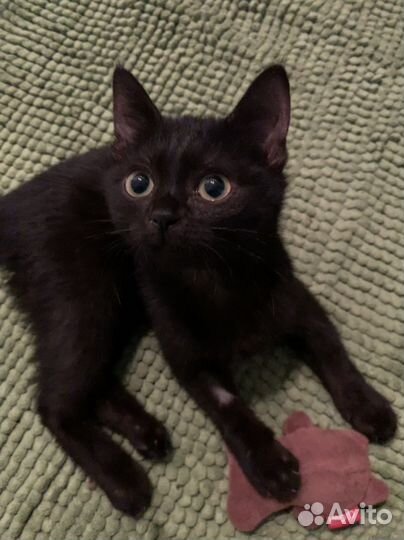 Марта. Чёрный котёнок на счастье