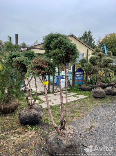 Можжевельник формированный