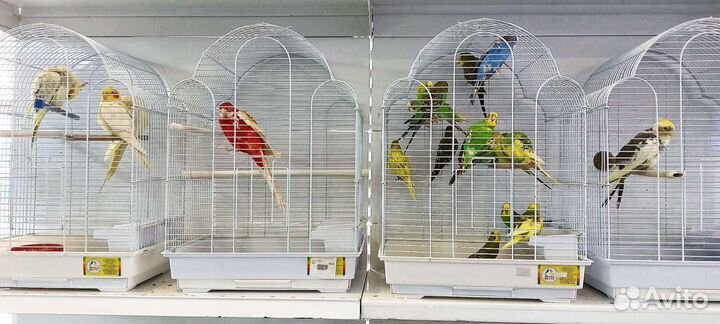 Попугайчики