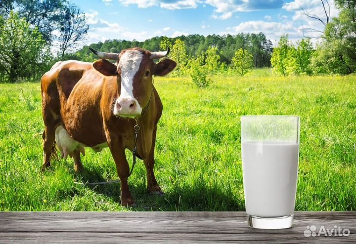 Молоко коровье домашнее, творог, сметана