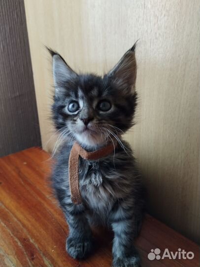 Мейн- кун котята