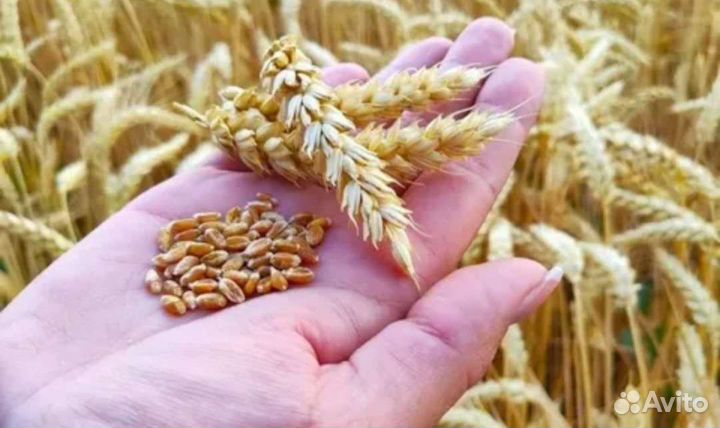 Зерно пшеница 3 класс