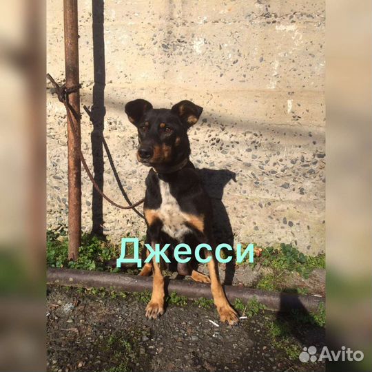 Собаки в добрые руки