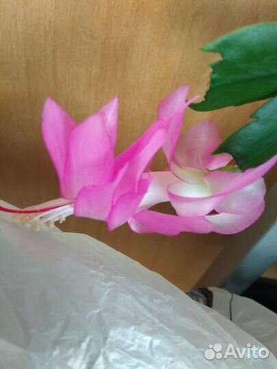 Декабрист нежно малиновый