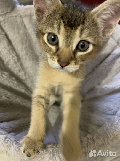 Доставка котенка