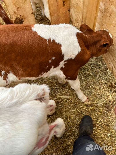 Телята доставка